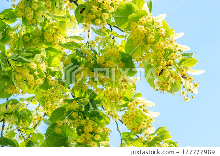 Lime tree background during sunny day Lime tree background during sunny day 127727989