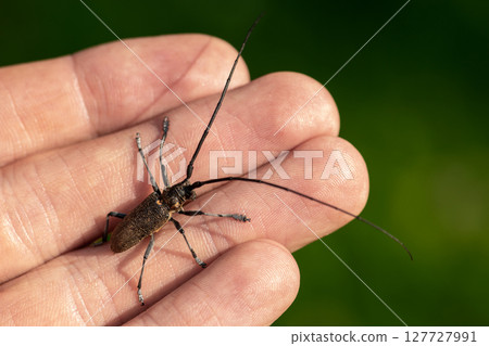 Macro view of black longhorn beetle Macro view of black longhorn beetle 127727991