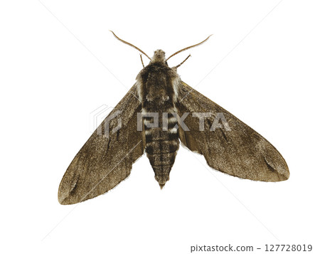 Pine hawk-moth isolated on white background 127728019