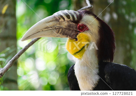 Portrait of colorful male wreathed hornbill bird sitting on the branch in rainforest 127728021