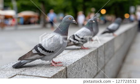 Pigeon rests on an urban ledge while other birds softly blur in the background, highlighting its detailed features and textures 127728532