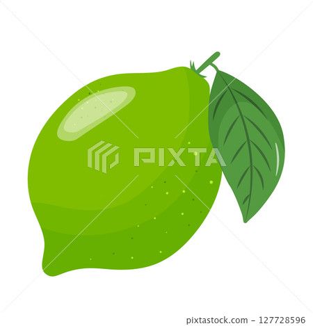 Fresh green lime, hand drawn view of whole lime fruit. 127728596