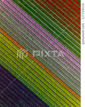 A breathtaking aerial view of colorful flower fields arranged in perfect diagonal rows, creating a vivid rainbow-like pattern across the landscape. 127729518