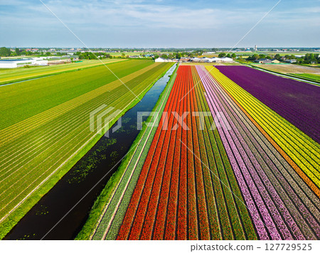 A stunning aerial view of colorful tulip fields in full bloom, with perfectly aligned rows stretching into the horizon, divided by narrow canals and surrounded by farmland and buildings. A stunning aerial view of colorful tulip fields in full bloom, with perfectly aligned rows stretching into the horizon, divided by narrow canals and surrounded by farmland and buildings. 127729525