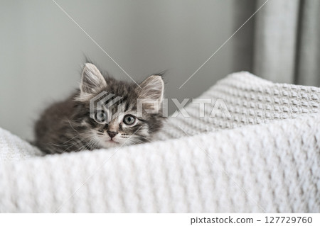 Fluffy wide-eyed tabby kitten curiously peeking from cozy white knitted blanket Fluffy wide-eyed tabby kitten curiously peeking from cozy white knitted blanket 127729760