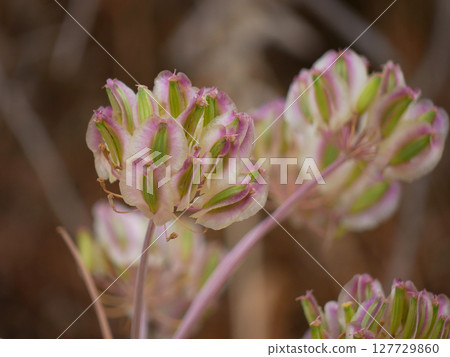 Thapsia Villosa seeds close up 127729860