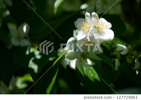 Blooming jasmine in the sun with high contrast 127729861