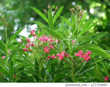 Blooming with pink flowers oleander bush 127729864