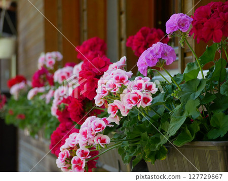 Geranium in pot on the external wall of a wooden house Geranium in pot on the external wall of a wooden house 127729867