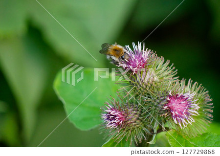 Blooming Arctium burdock with a bumblebee on its flower Blooming Arctium burdock with a bumblebee on its flower 127729868