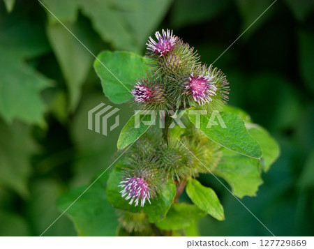 Blooming Arctium burdock flower background 127729869