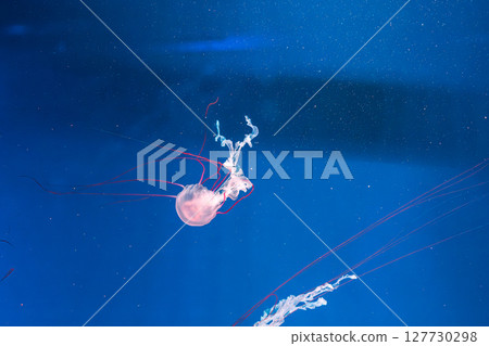 underwater photography jellyfish Purple striped jelly. Chrysaora colorata 127730298
