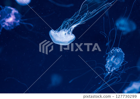 underwater photography jellyfish Chrysaora lactea, Milk Sea Nettle underwater photography jellyfish Chrysaora lactea, Milk Sea Nettle 127730299