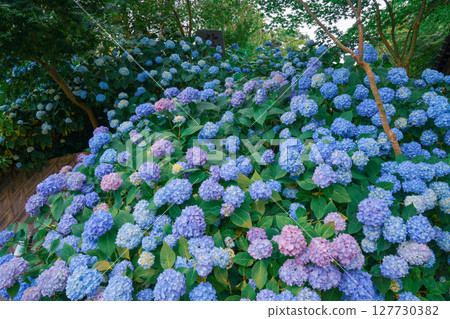 Blue hydrangeas all over the slope 127730382