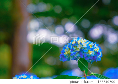 Blue hydrangea Blue hydrangea 127730700