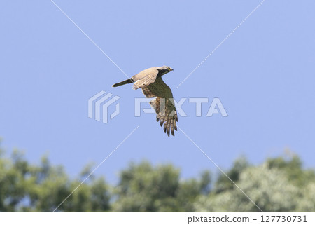 Flying grey-faced buzzard 127730731