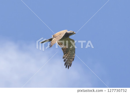 Flying grey-faced buzzard Flying grey-faced buzzard 127730732