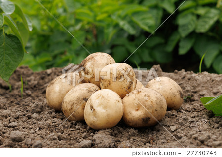 Harvested potatoes 127730743