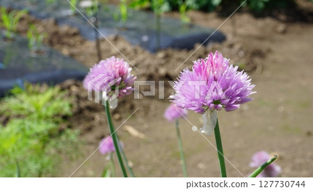 Asazuki flower 127730744