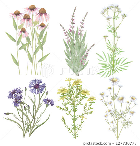 Bouquets of medicinal herbs. Echinacea,salvia,valerian,cornflower,Hypericum,chamomile.Hand-drawn isolated set of clip-art on white.Realistic images for packaging, textiles,wedding,cards,menu Bouquets of medicinal herbs. Echinacea,salvia,valerian,cornflower,Hypericum,chamomile.Hand-drawn isolated set of clip-art on white.Realistic images for packaging, textiles,wedding,cards,menu 127730775