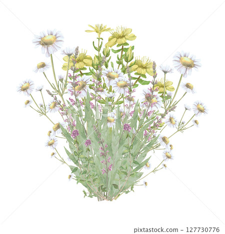 Bouquet of medicinal herbs chamomiles,Hypericum,salvia,rosemary.Hand-drawn isolated clip-art on white backdround.Realistic images of herb flowers for packaging, textiles,wedding,cards,menu Bouquet of medicinal herbs chamomiles,Hypericum,salvia,rosemary.Hand-drawn isolated clip-art on white backdround.Realistic images of herb flowers for packaging, textiles,wedding,cards,menu 127730776