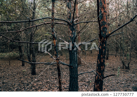 Burnt pine forest after wildfire, scorched trees and blackened ground Burnt pine forest after wildfire, scorched trees and blackened ground 127730777