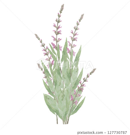 Bouquets of medicinal herbs. Echinacea,salvia,valerian,cornflower,Hypericum,chamomile.Hand-drawn isolated set of clip-art on white.Realistic images for packaging, textiles,wedding,cards,menu 127730787