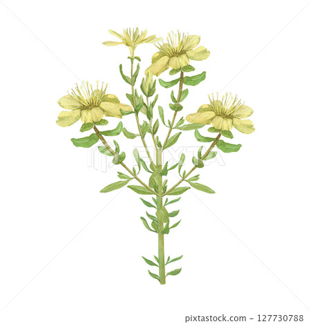 Watercolor illustration of Hypericum flowers and leaves. Hand-drawn isolated clip art on a white background. Pastel watercolor for holiday cards, wedding invitations, textiles, print design 127730788