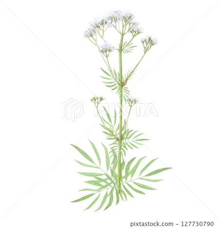 Watercolor illustration of flower valerian. Hand-drawn isolated clip-art on white background. Delicate realistic images of herbs for packaging, textiles, printing, holiday cards, wedding, menu Watercolor illustration of flower valerian. Hand-drawn isolated clip-art on white background. Delicate realistic images of herbs for packaging, textiles, printing, holiday cards, wedding, menu 127730790