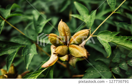 Seed head of tree peony. Paeonia suffruticosa growing in countryside garden. 127730791