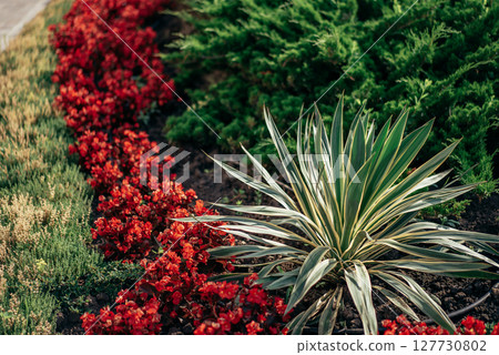Decorative design - yucca and red flowers in landscaped garden with conifers. Decorative design - yucca and red flowers in landscaped garden with conifers. 127730802