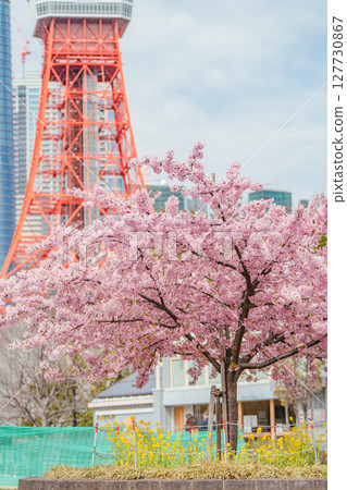 Kawazu cherry blossoms at Prince Shiba Park and Tokyo Tower 127730867