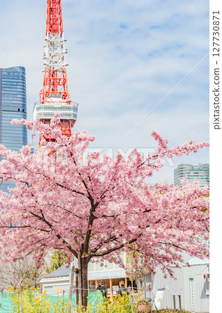 Kawazu cherry blossoms at Prince Shiba Park and Tokyo Tower Kawazu cherry blossoms at Prince Shiba Park and Tokyo Tower 127730871