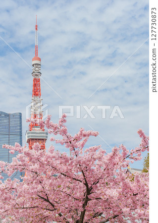 Kawazu cherry blossoms at Prince Shiba Park and Tokyo Tower Kawazu cherry blossoms at Prince Shiba Park and Tokyo Tower 127730873