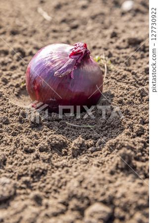 Red onions in the field in the spring, preparing the field for planting beautiful red onions, close up 127730922