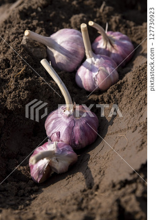 a large amount of garlic planted in a row in the field during sowing , soil preparation and garlic for planting during farming in the garden in the spring a large amount of garlic planted in a row in the field during sowing , soil preparation and garlic for planting during farming in the garden in the spring 127730923