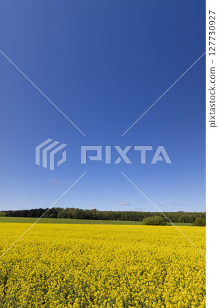field with rapeseed flowers in sunny weather in summer season, yellow field with flowers against a blue sky field with rapeseed flowers in sunny weather in summer season, yellow field with flowers against a blue sky 127730927