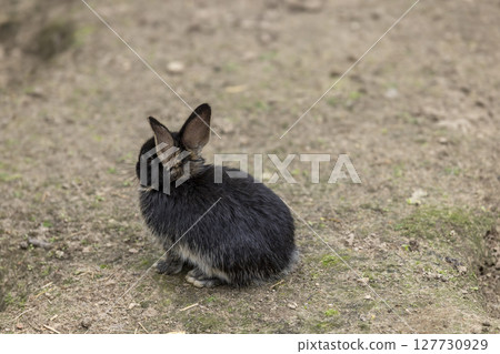 A black rabbit in a yard with lots of holes and holes, one small black rabbit on the ground in a yard without grass A black rabbit in a yard with lots of holes and holes, one small black rabbit on the ground in a yard without grass 127730929
