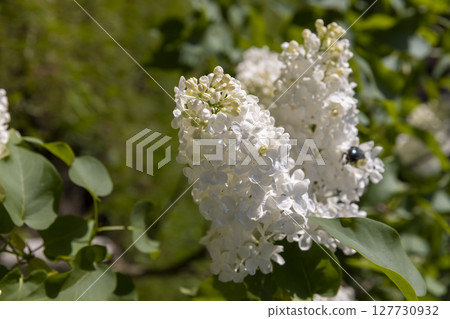 white lilac bushes, a spring park with blooming white lilac flowers in spring white lilac bushes, a spring park with blooming white lilac flowers in spring 127730932