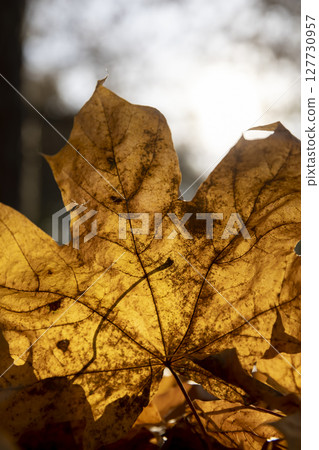 sunlight illuminates maple leaves lying on the ground in autumn, a large number of fallen maple leaves are orange and yellow 127730957