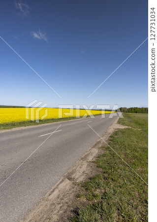 an asphalt highway in a field in the spring of the year, green grass and yellow flowering rapeseed growing along the highway 127731034