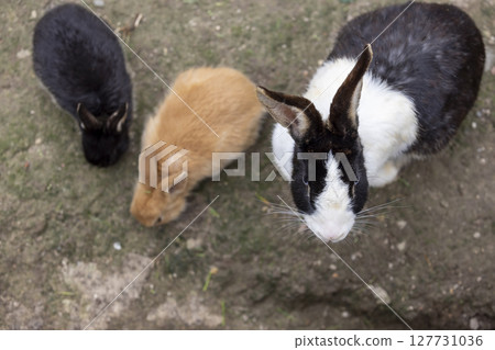 A group of adult and small rabbits on the ground with lots of holes , large and small rabbits in the yard close up A group of adult and small rabbits on the ground with lots of holes , large and small rabbits in the yard close up 127731036