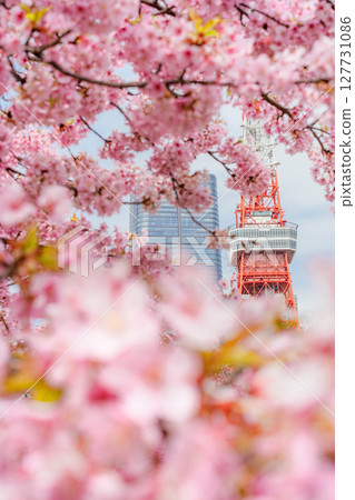 Tokyo Tower surrounded by Kawazu cherry blossoms Tokyo Tower surrounded by Kawazu cherry blossoms 127731086