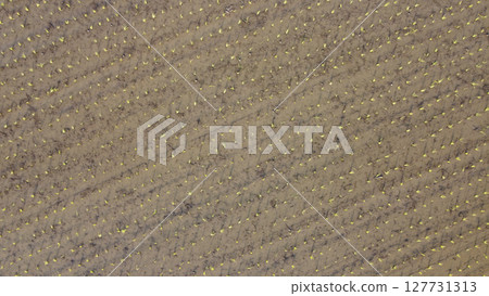 Drone aerial shot of morning sun reflection on rice paddy after rice planting Drone aerial shot of morning sun reflection on rice paddy after rice planting 127731313