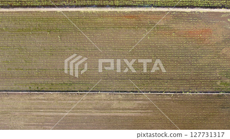 Drone aerial shot of morning sun reflection on rice paddy after rice planting 127731317