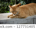 Stray cat (brown tabby) taking a nap 127731405