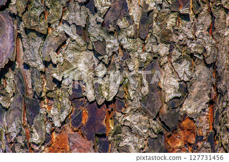Rowan bark close-up. The texture of the trunk of Sorbus torminalis L. Background from living wood 127731456