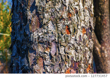 Rowan bark close-up. The texture of the trunk of Sorbus torminalis L. Background from living wood. Skin of the forest nature. Rowan bark close-up. The texture of the trunk of Sorbus torminalis L. Background from living wood. Skin of the forest nature. 127731457