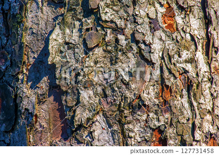 Rowan bark close-up. Texture of the trunk of Sorbus torminalis L. Background from living wood. Skin of the forest nature 127731458