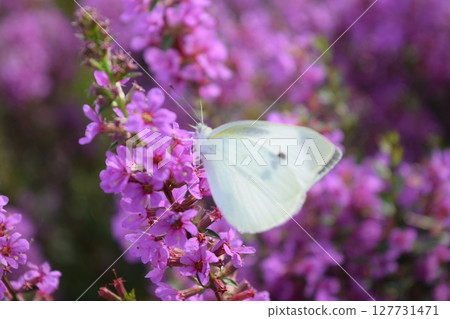 Flowers and monstrophy Flowers and monstrophy 127731471